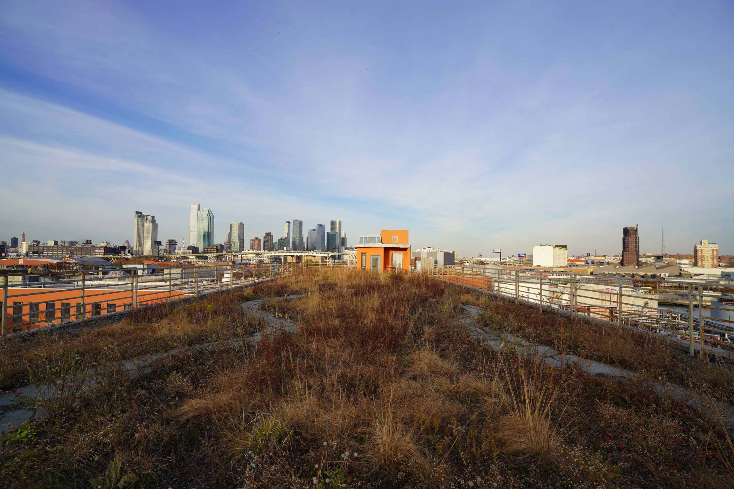 Kingsland Wildflower, a green roof managed by the Newtown Greek Alliance, sitting a top Broadway Stages' film studio
