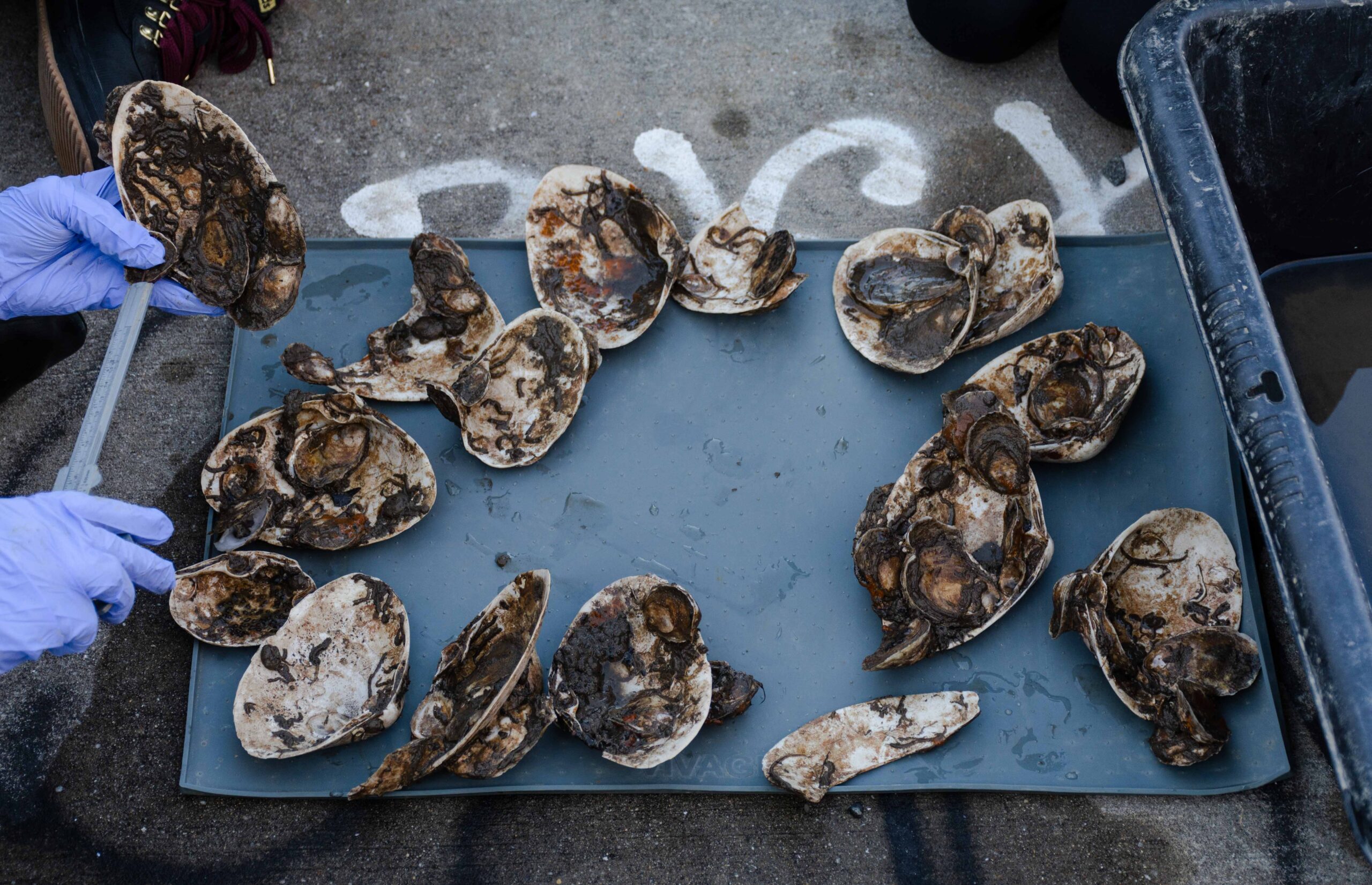 Oysters from the Domino Park research station in Williamsburg.