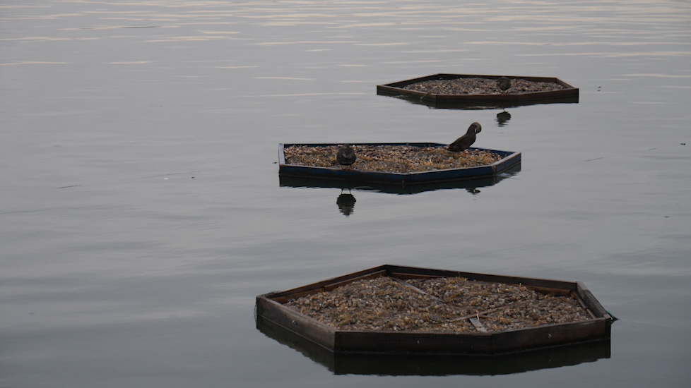 ducks on a floating garden